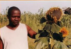 Tournesol récolté en 2011